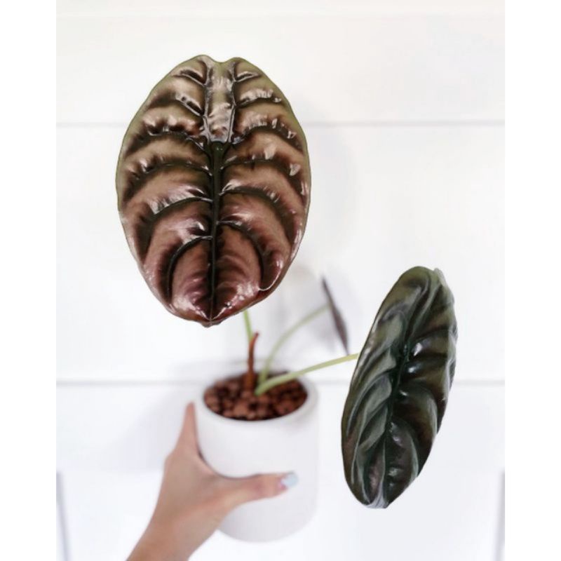 alocasia cuprea / tengkorak