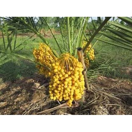 GPRS 1 JANTAN + 1 BETINA BIBIT TANAMAN BUAH KURMA THAILAND H2O