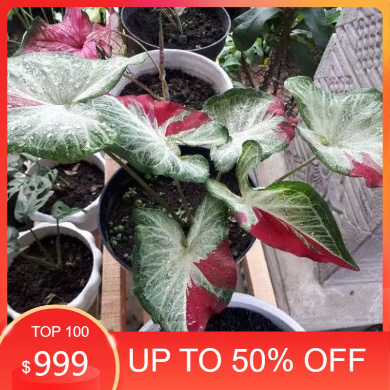 termurah promo bonggol caladium tumpah cat  keladi tumpah cat  caladium shy cool