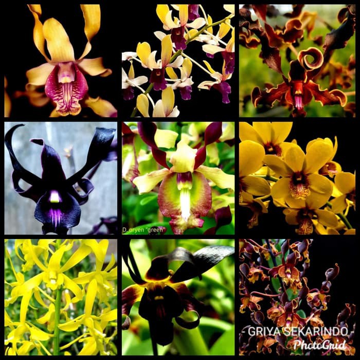 seedling anggrek dendrobium melintir