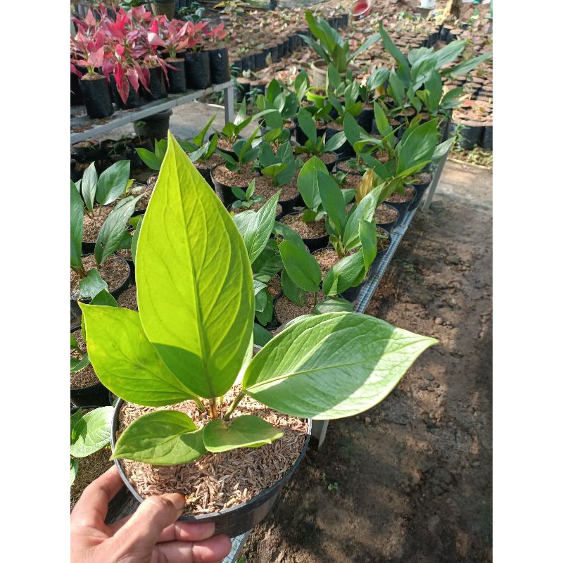 Jemani Kobra Katalog