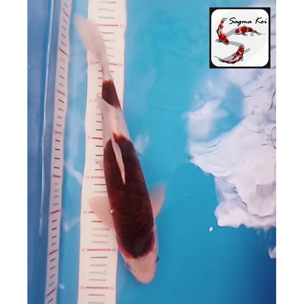 Koi Goromo Lokal Blitar 35 CM