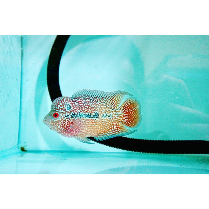 lohan kamfa f3 siap progres 8-10cm 100% jantan cilnong