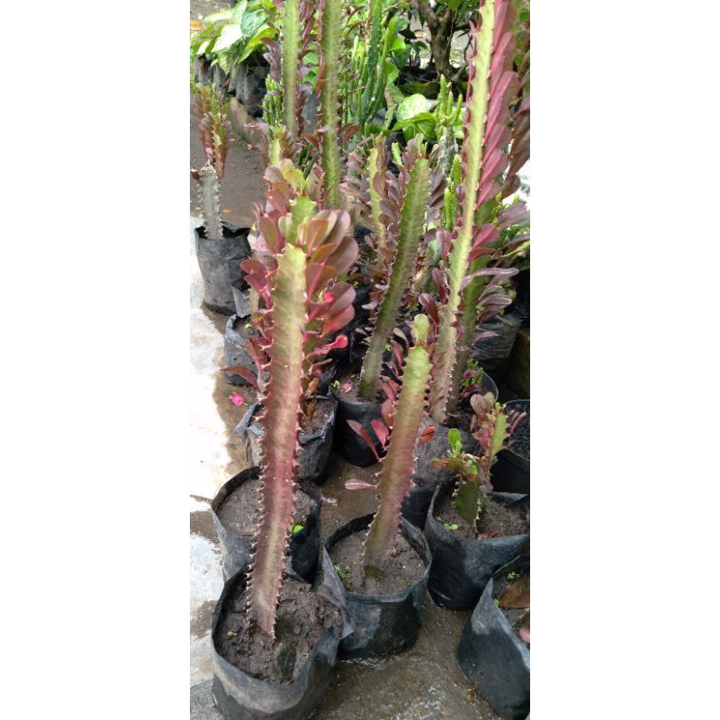 kaktus  TRIGONA naga merah