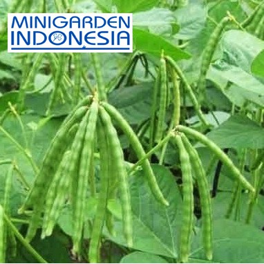 50 Benih Kacang Ijo Hijau F1 Bibit tanaman sayuran