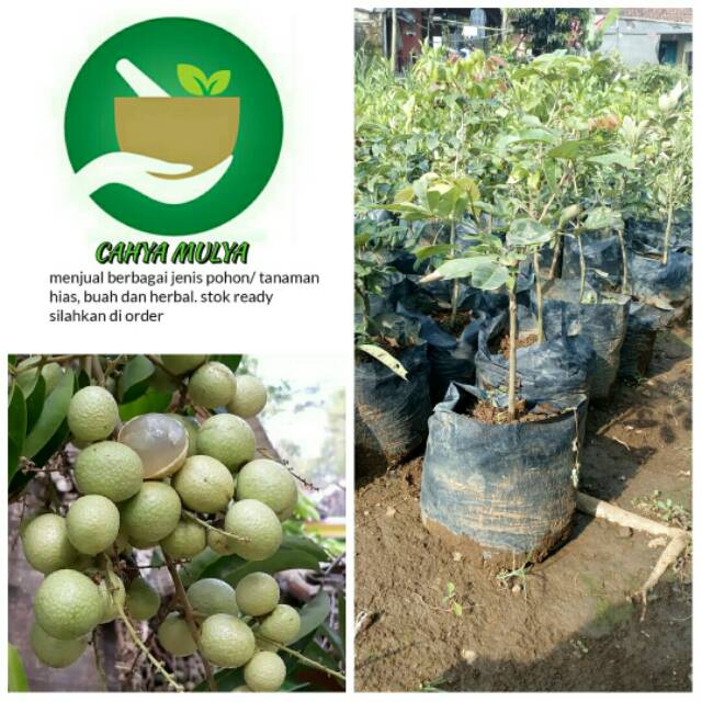 Bibit pohon buah Kelengkeng matalada genjah - lengkeng matalada cepat berbuah