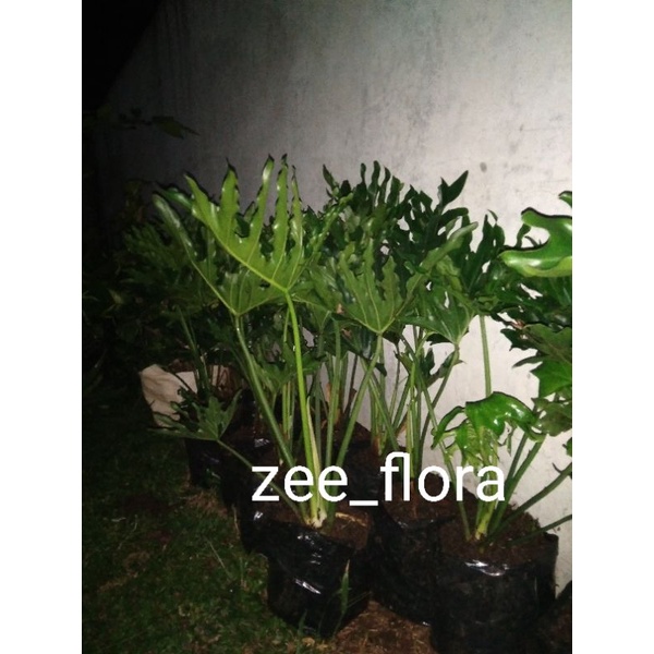 Gaardeen Pohon Philo Jari Besar 50Cm