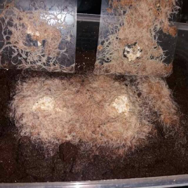 Paket kultur grindal worm dan vinegar eel belut cuka Pakan Cupang