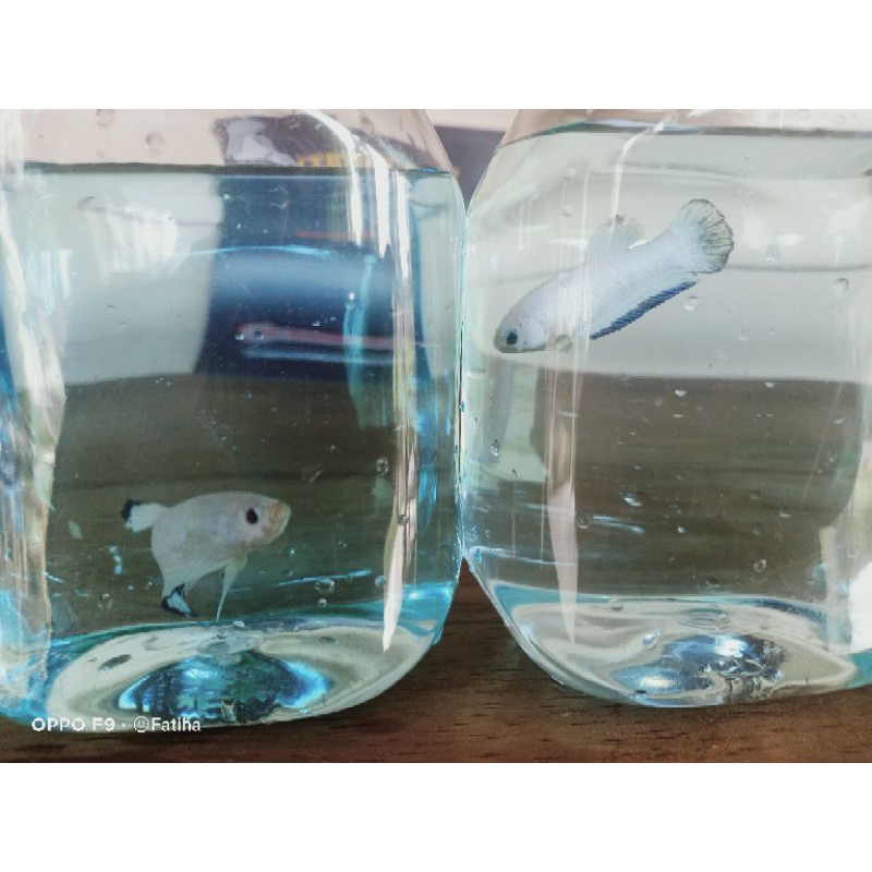 spare cupang blue rim line Thailand