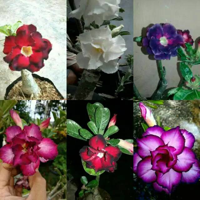Paling Keren 25 Gambar Jenis Bunga Adenium Gambar Bunga HD