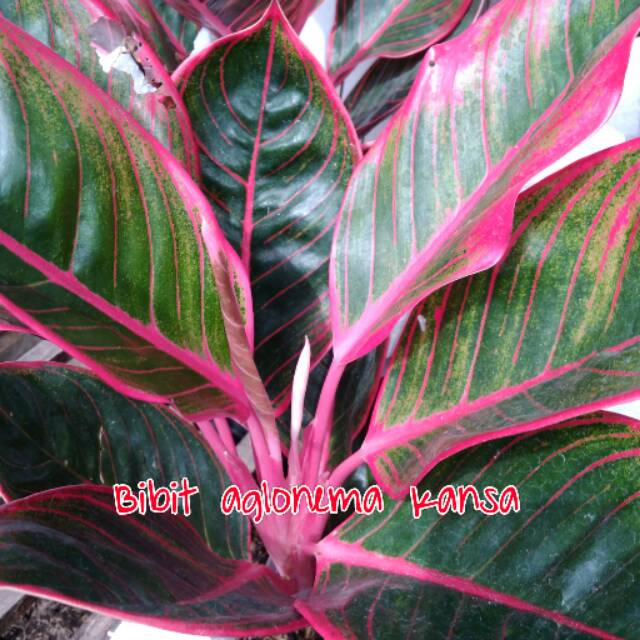 Bibit bunga aglonema kansa asal Thailand