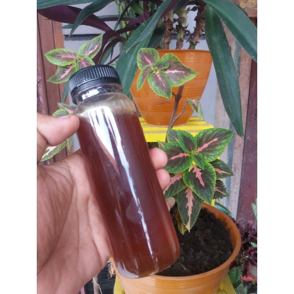 

MADU KLANCENG MURNI ASLI 100%