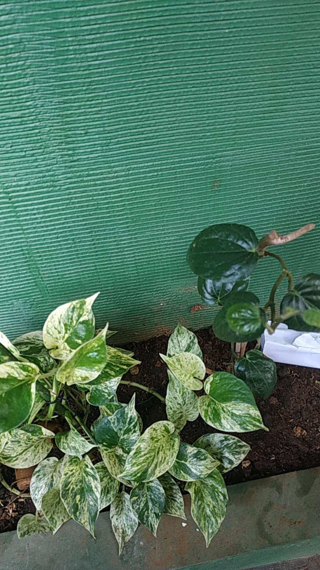 Daun Sirih Hijau Ketemu Ros Segar