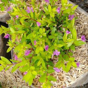 Taiwan kuning bunga ungu