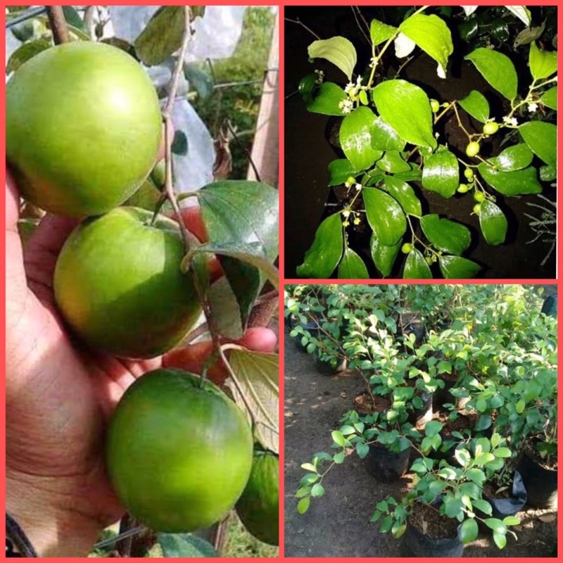 

Bibit buah Apel Futsa India Asli Okulasi kondisi cepat BERBUAH dan Sedang BERBUAH tanaman buah buahan