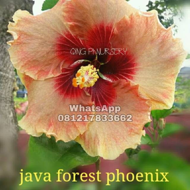 Tanaman hidup langka bunga Hibiscus Java Forest Phoenix | Bunga sepatu langka | Bunga sepatu Taiwan