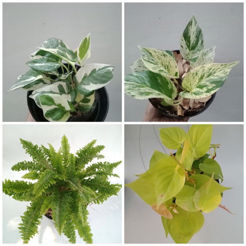 paket 4 tanaman gantung-tanaman hias gantung