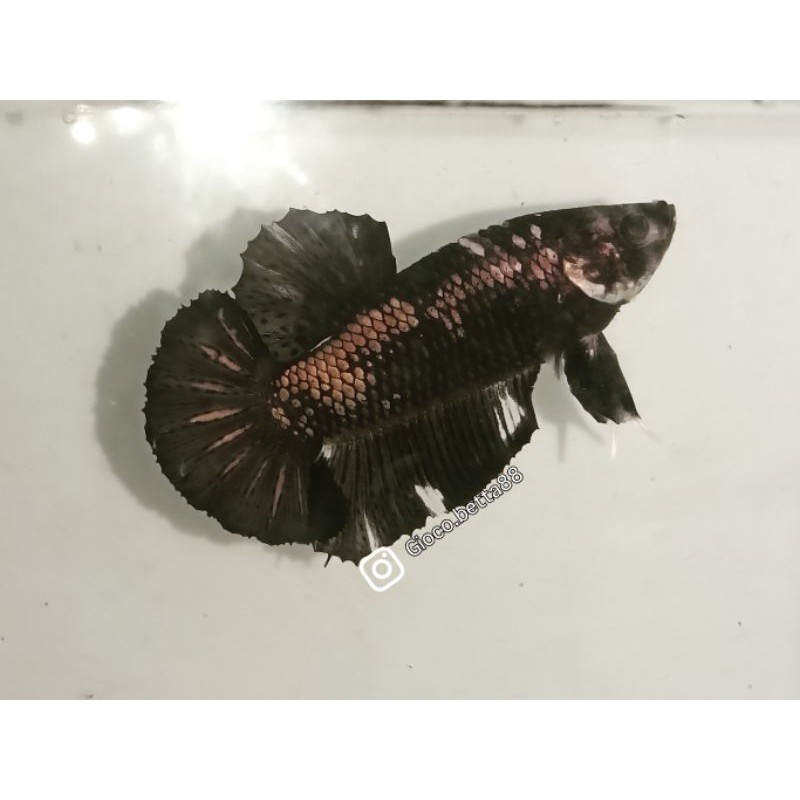 Cupang Male Black Copper