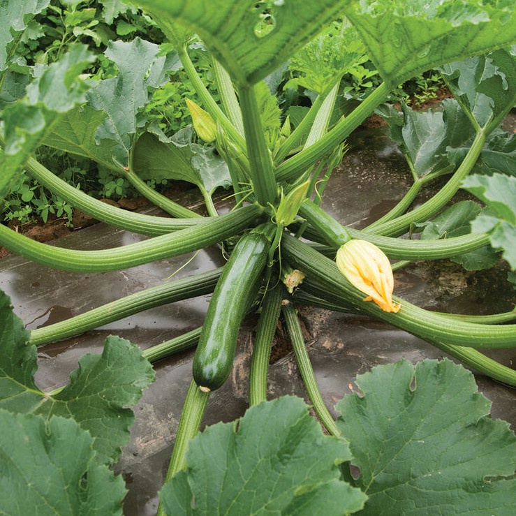 2 Benih Zucchini Hijau Jewel F1 Hibrida Bibit Sayuran Timun Jepang Zuchini Tanaman Sayur Berkualitas