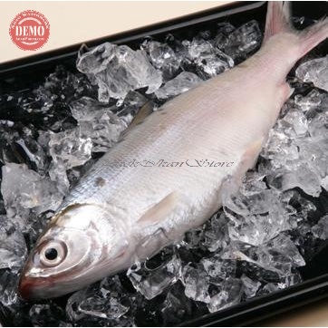 

Ikan Bandeng Segar Fresh Ikan Air Tawar Segar