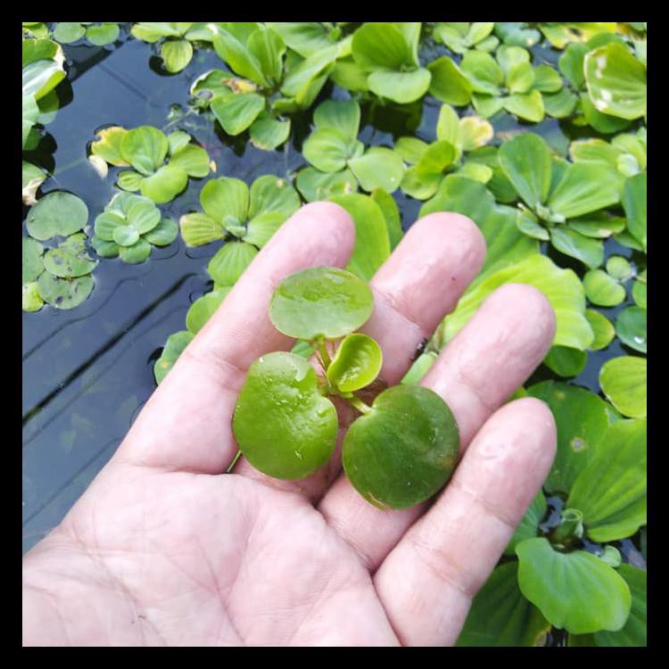 Special Amazon Frogbit Tanaman Aquascape Mengapung Aquarium