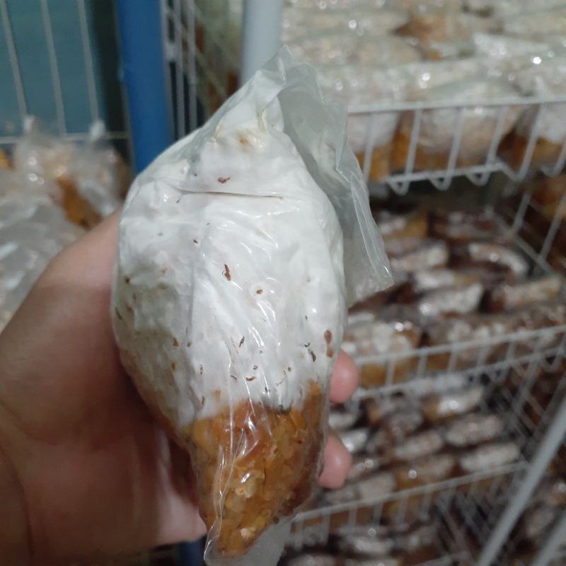 

F2 bibit jamur tiram beli 10 gratis 1