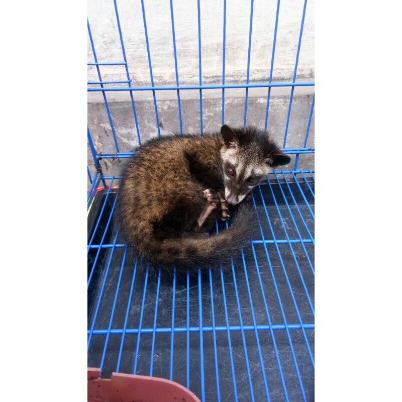 Baby Musang Pandan / muspan