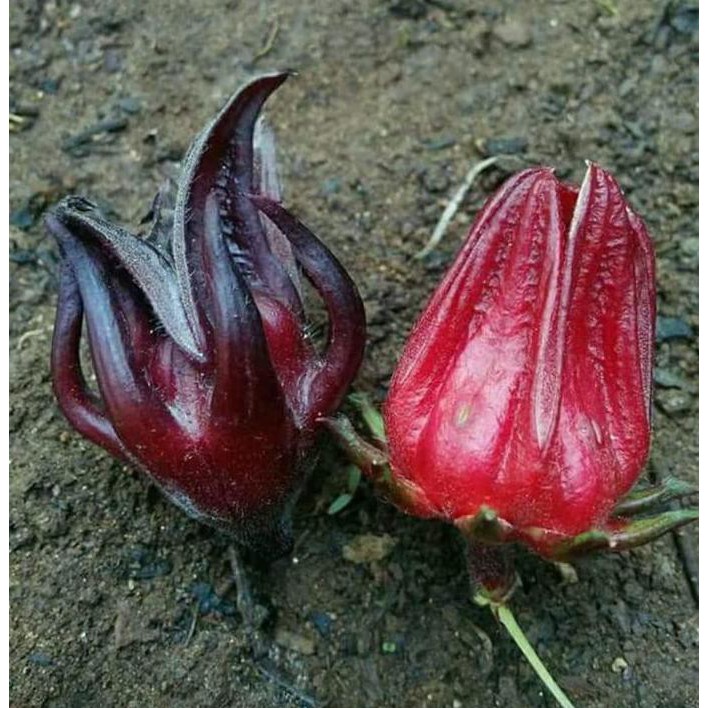 Super 1 Kg Benih Biji Bunga Rosella Ungu Hitam Herbal