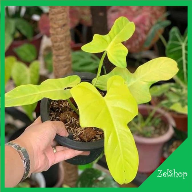 Philodendron Violin Golden / Bippenifolium Golden / Philo Violin Golden Original