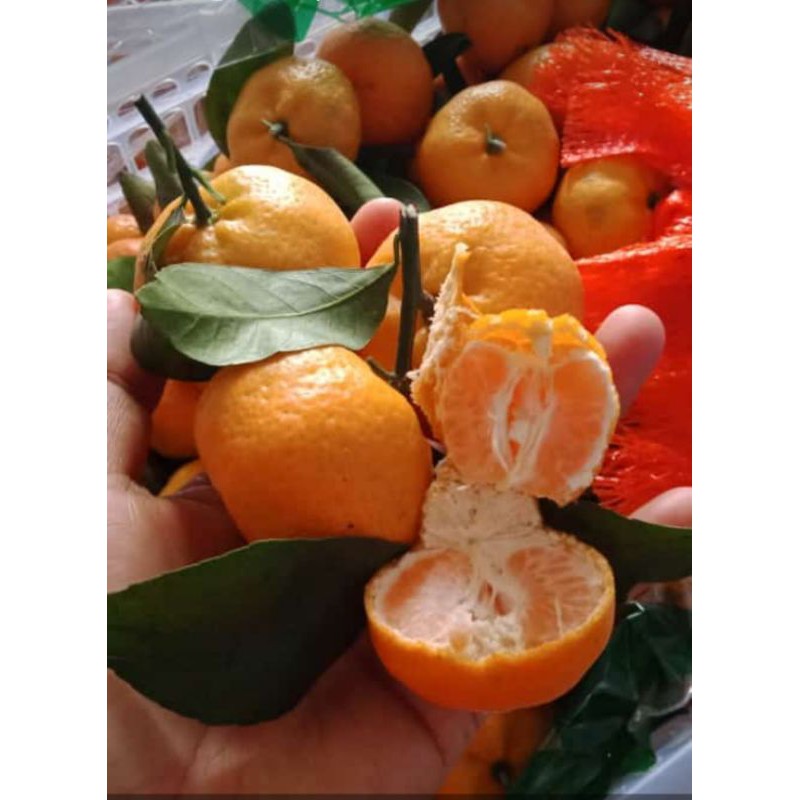 

JERUK SHANTANG DAUN 1 KG
