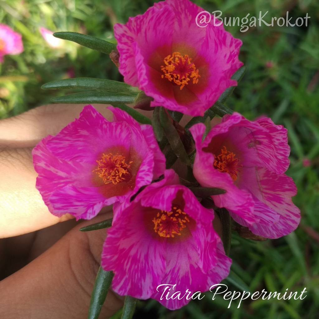 Tanaman Hias Krokot Jenis Tiara ID Peppermint