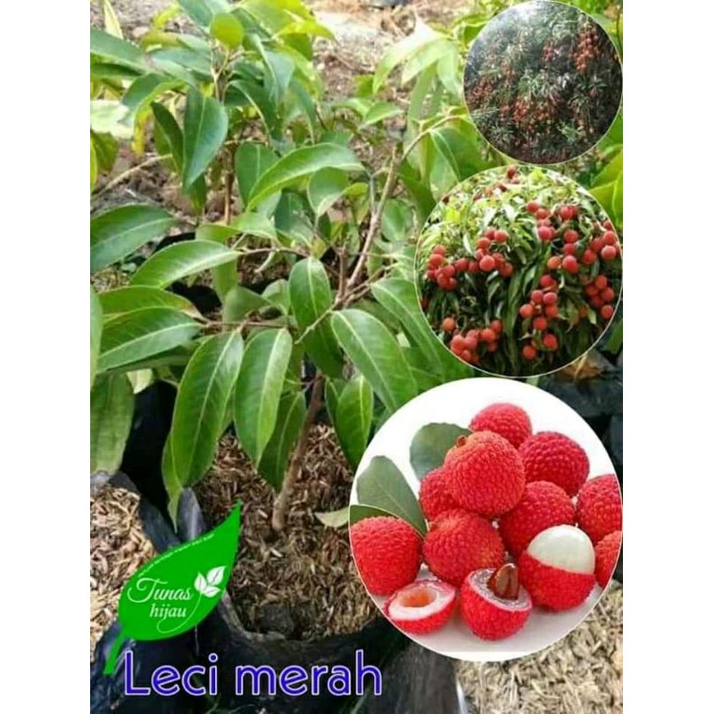 

Bibit Leci Merah