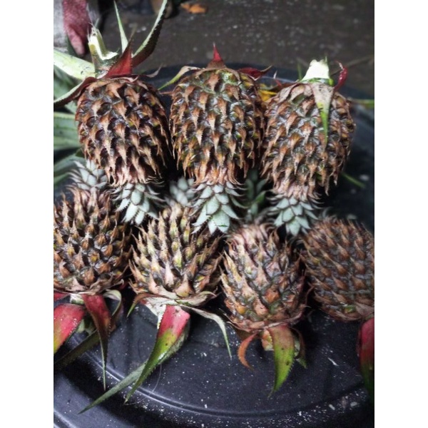 

Buah Nanas Muda Pemalang bayar setelah barang sampai