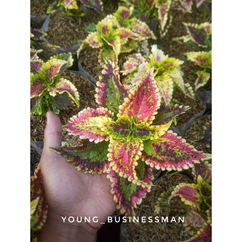 Tanaman hias miana wayang tanaman hias indor