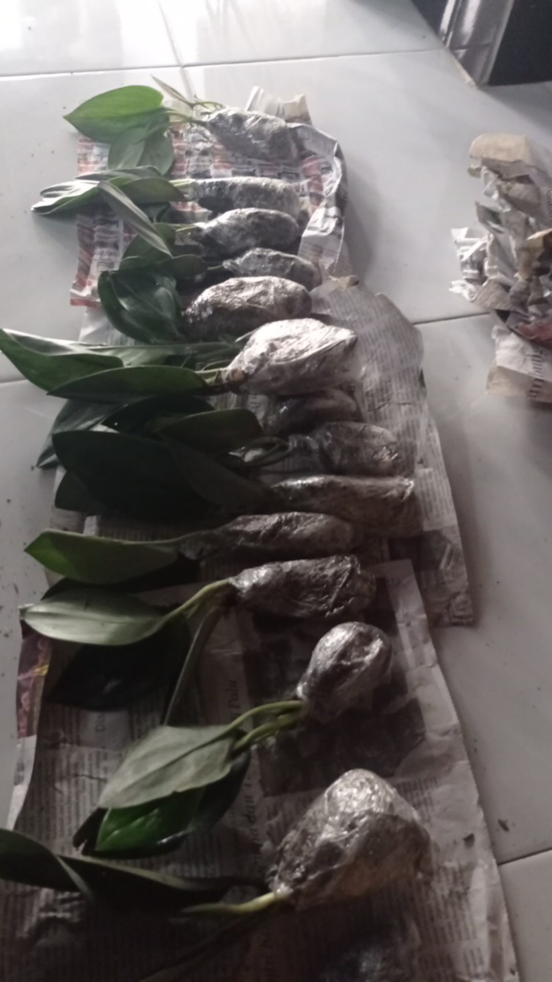 Scindapsus Trubii Drak