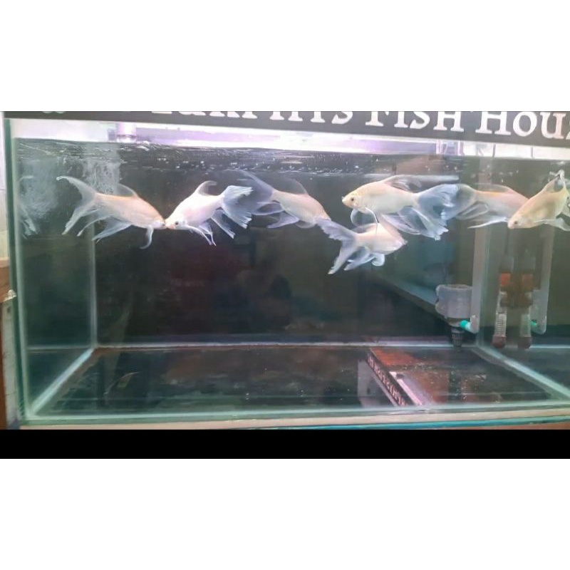 IKAN KAVIAT SLAYER ALBINO TANKMATE