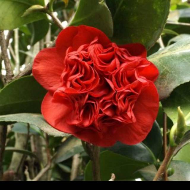 Tanaman hidup bunga Camelia termurah