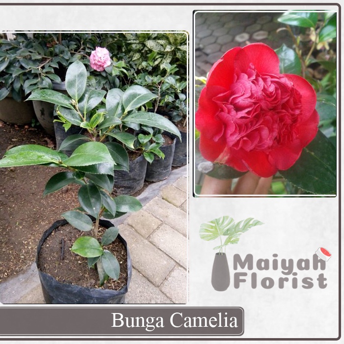 Bunga Camelia - Tanaman Hidup Berakar