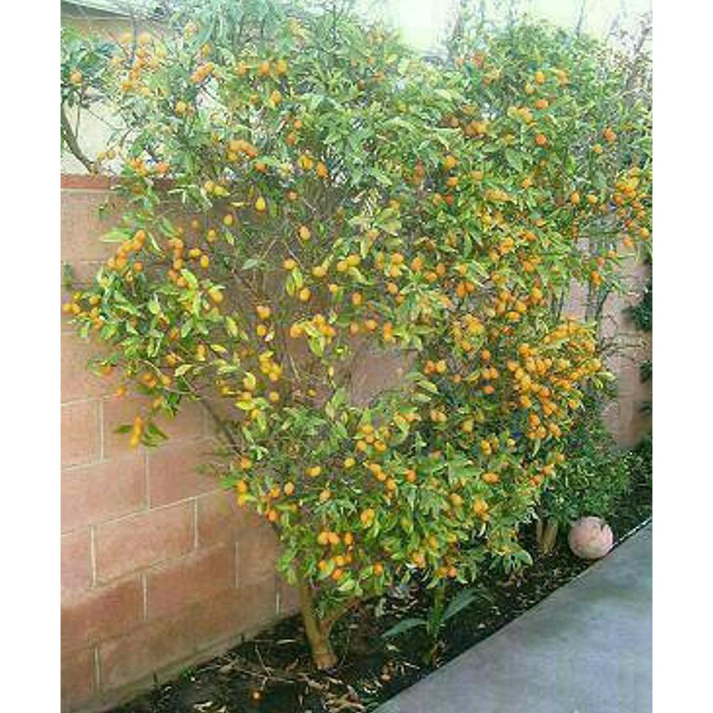 *L&* BIBIT JERUK NAGAMI MANIS DAN KULITNYA BISA DIMAKAN LANGSUNG SP”