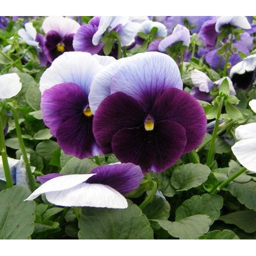 Benih Bibit Biji - Bunga Pansy Beaconsfield Flower Seeds - IMPORT