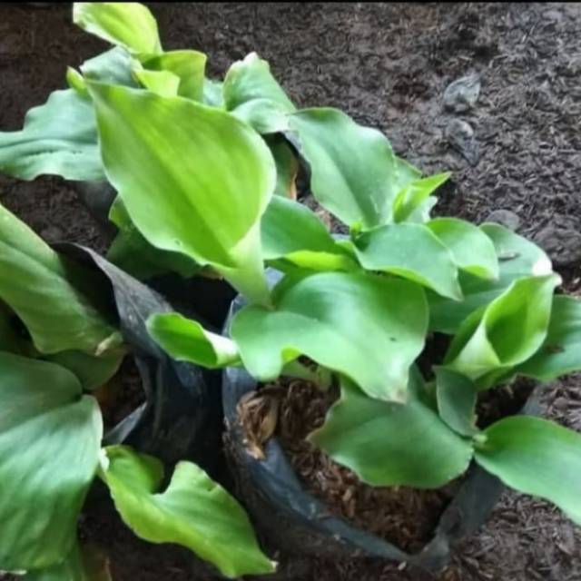 Tanaman Kencur-Pohon Kencur