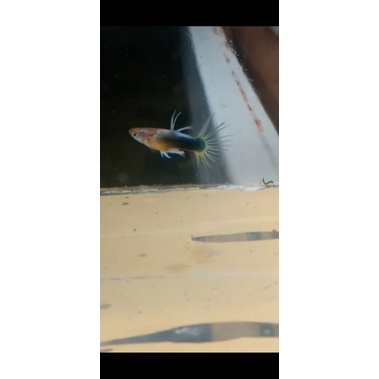 ikan guppy hb w ct pasangan