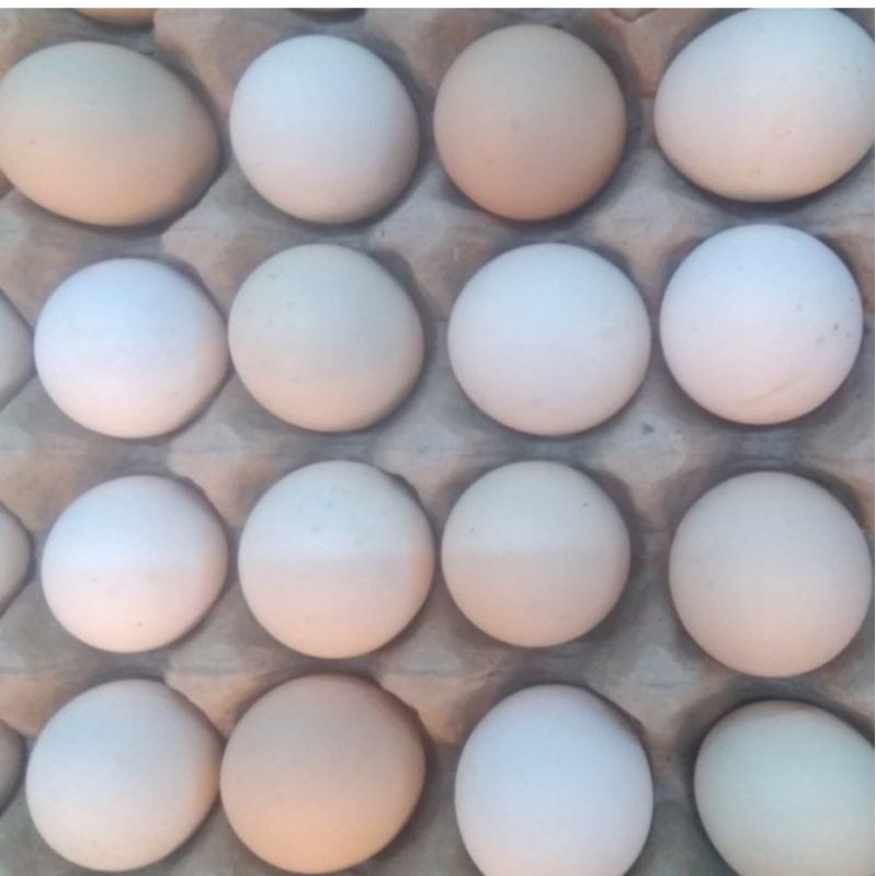 

Telur Ayam Kampung 10pcs