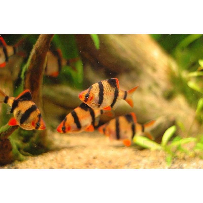 

sumatra tiget barb