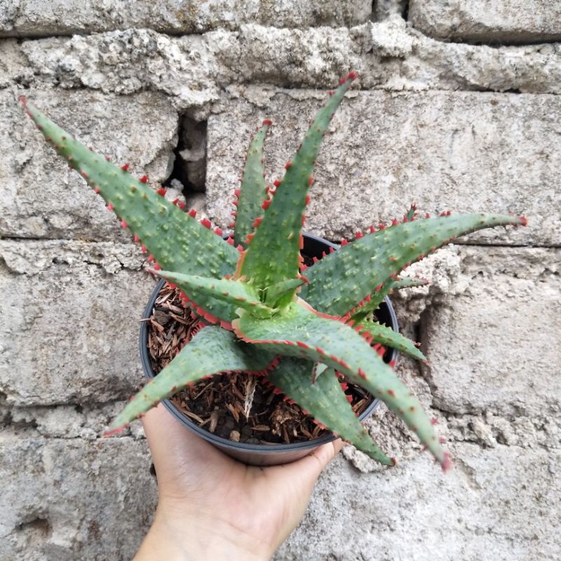 Aloe 1 | D 10cm