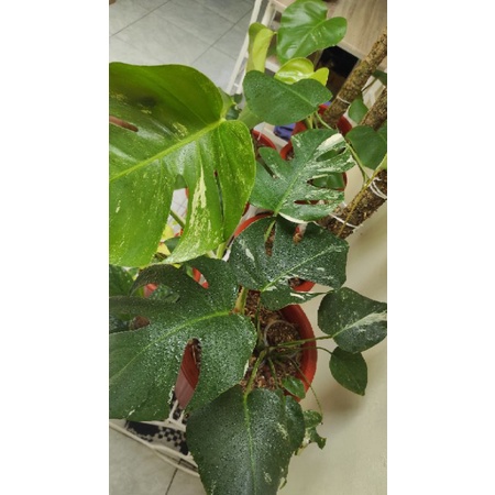 MONSTERA KING VARIEGATA MARBLE DAUN 12 OTW 13