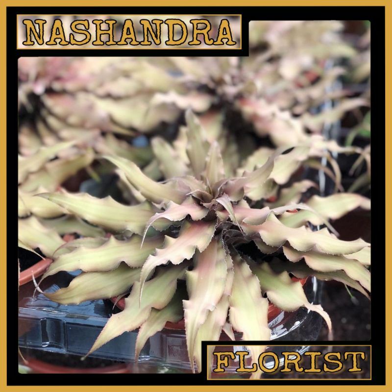 Tanaman Hias Bunga Cryptanthus Coklat