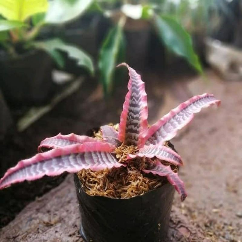 PROMO Tanaman hias sansivera merah mini - sansivera black pink