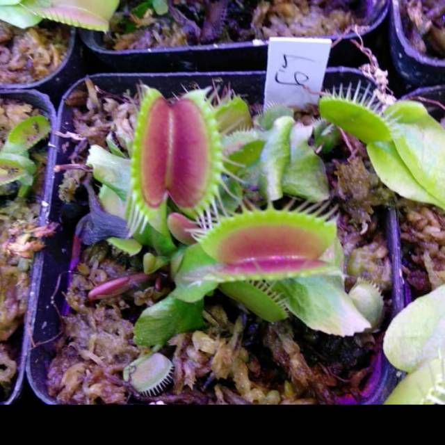 Venus Flytrap Marina обложка