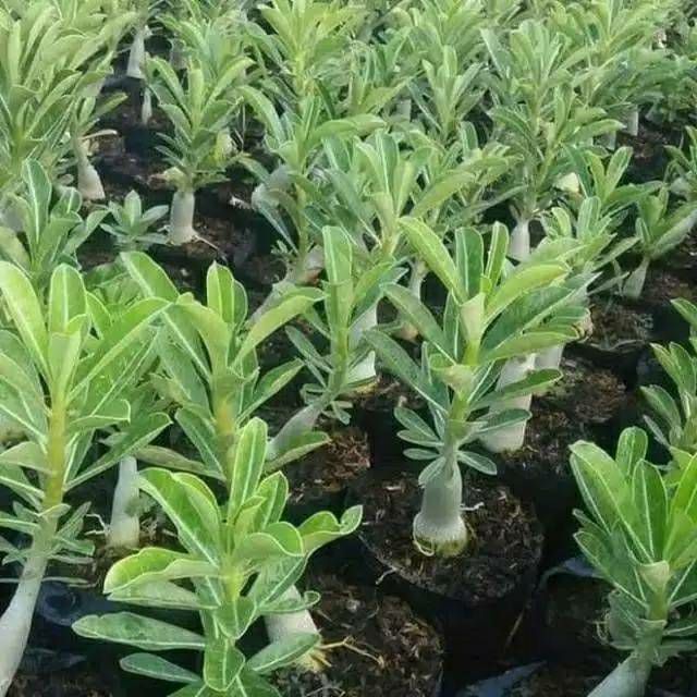 (Paket 6 Adenium BERKUALITAS'-Bunga adenium-Kamboja jepang-Bunga hidup-adenium tumpuk) tanaman hidup